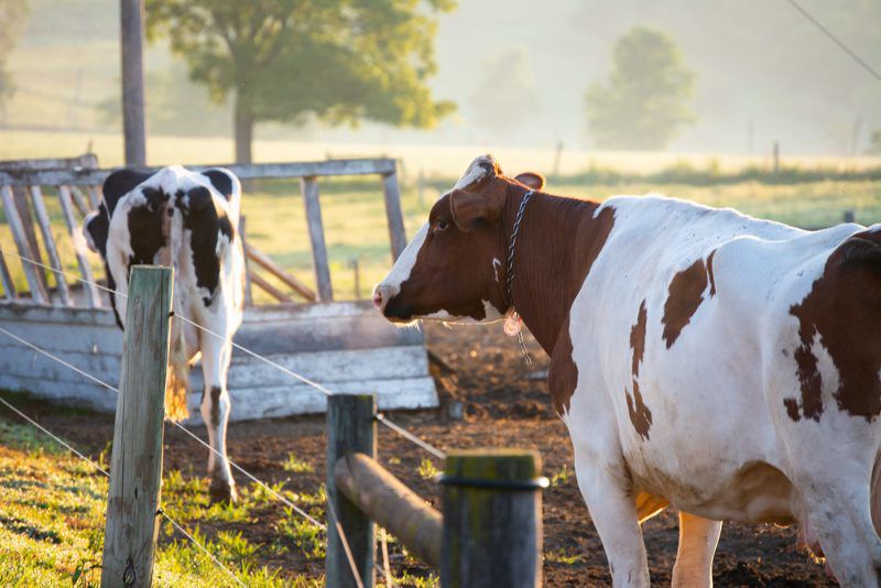 blank-dairy-farm6.jpg